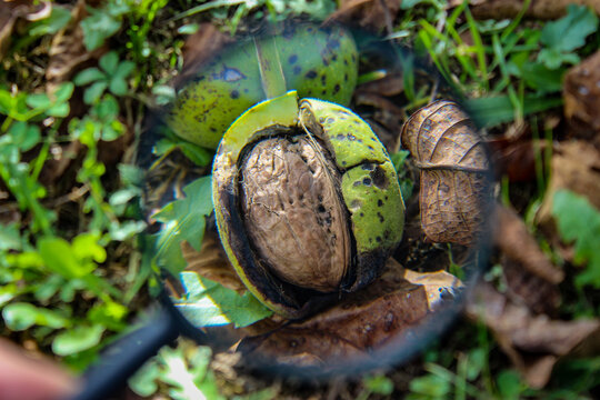Walnut fruit inside the cracked green shell of the walnut on the ground is magnified through a magnifying glass.