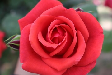 close up view of beautiful  red rose