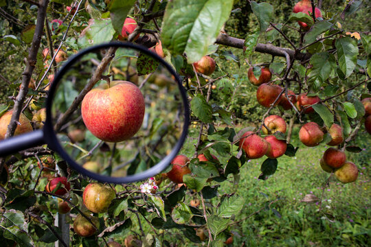 One apple in the left corner of the picture enlarged, and in the right part of the photo more apples on a branch. Research photo. News photo.