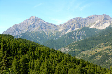 Immense pine forest on the Piedmont Alps in Val di Susa.