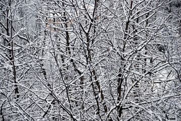 snow-covered branches and trees in winter create a Christmas effect in a dark light pattern.