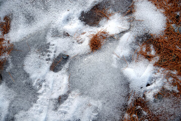Undergrowth in the Piedmont Alps with carpets of pine needles, pine cones, twigs and sprinkles of snow.