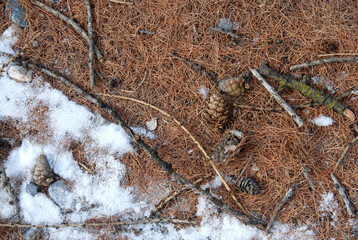 Undergrowth in the Piedmont Alps with carpets of pine needles, pine cones, twigs and sprinkles of snow.