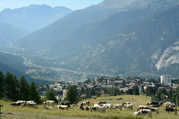 Fototapeta na wymiar Piedmontese cows on the meadows of Sauze d'Oulx
