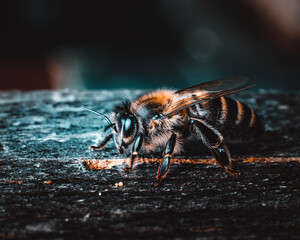 macro of a bee