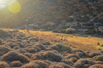 Plants under the sun in Anafi