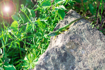 a green lizard on a stone is basking in the sun in summer. bright flare. reptile in the wild.