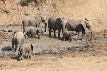 Afrikanischer Elefant im Mphongolo River/ African elephant in Mphongolo River / Loxodonta africana.