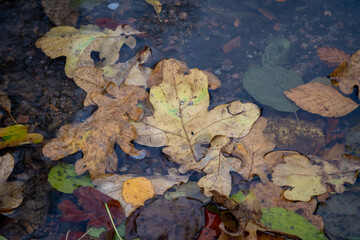 Beautiful red, orange and green autumn leaves in floating in a river. Picture from Scania county, southern Sweden