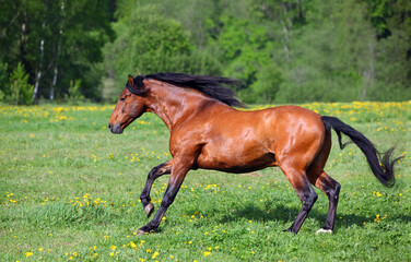 Fototapeta premium Thoroughbrd horse run and play in summer meadow