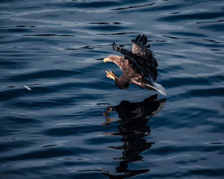 Eagle Catching Fish