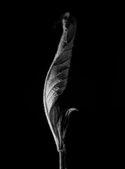 fallen leaves
