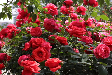 beautiful landscape of a bush of colorful red and pink roses in a garden with clear sky background