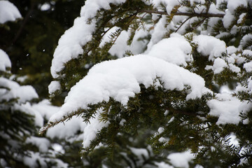 雪の積もる木