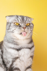 The gray Scottish Fold cat licks its lips amusingly, stuck out its tongue. Cute pet. Yellow background, close-up portrait.