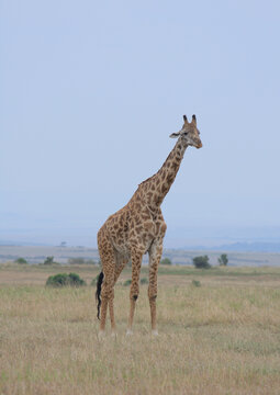 full length view of single adult masai giraffe standing alert in wild masai mara kenya