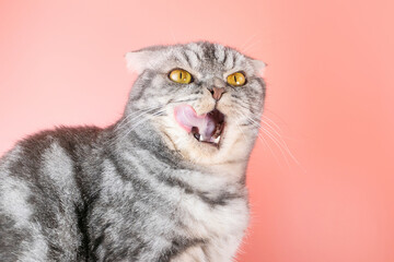 The gray Scottish Fold cat licks its lips amusingly, stuck out its tongue. Cute pet. Pink background, close-up portrait.