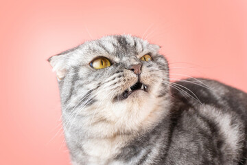 A gray Scottish Fold cat looks angrily to the side. The concept of pet aggression, behavior correction of cats.
