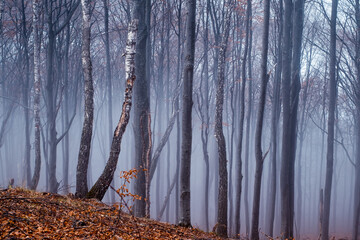 Fototapeta na wymiar Early morning in the beech forest with fog, Cindrel mountains, Romania