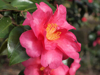 Obraz premium さざんかの花