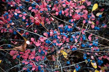 Wild blueberry bushes, Kamchatka in September 