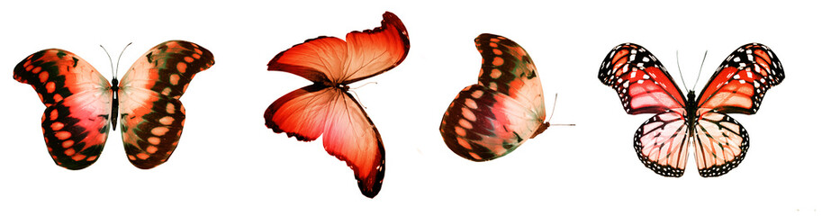 Color natural and watercolor butterflies , isolated on white background
