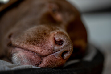 Hundenase Nahaufnahme, Macro, Hund, Labrador