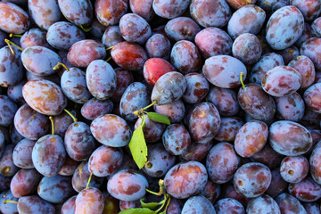 Ripe plums. Plums with a few leaves. Close up of fresh plums, top view. Macro photo food fruit plums. Texture background of fresh blue plums. Image fruit product. D'Agen French prune plum.