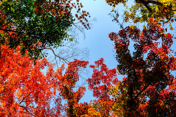 【東京都】御岳渓谷の紅葉