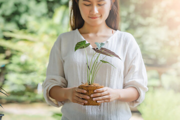 Fototapeta premium Asian woman holding a tree planted in a coconut fiber pot, Hobbies and leisure, home gardening, Cultivation and caring for indoor potted plants. Ecological biodegradable material concept.