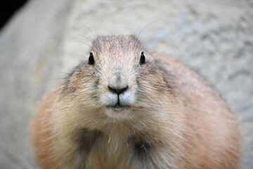 集団で食事するかわいいプレーリードッグ