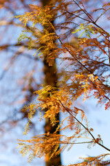 autumn in the park