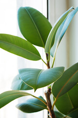 Ficus Elastica Leaf close-up on a white background. Macro. Front view. 