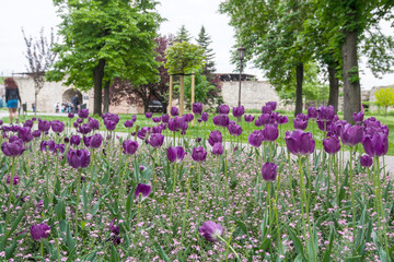 Beatiful purple tulips flowers blooming in the springtime in Belgrade's Kalemegdan Fortress, Belgrade, Serbia
