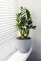 Zamioculcas Zamiifolia a plant in a gray flower pot stands on the windowsill near the window with blinds. Modern indoor plants, minimal creative home decor concept.
