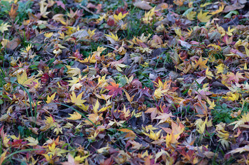 fallen leaves on the grass