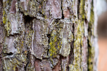 Bark of a pine tree trunk and green moss close up with a soft focused background ~BARK OF A TREE~