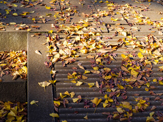 黄色く紅葉したきれいな銀杏の葉が地面に落ちて黄色の絨毯になっている写真