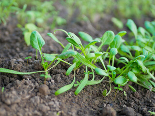 Fresh spinach in the garden. The concept of agriculture, farming. Eco products growing in a greenhouse.