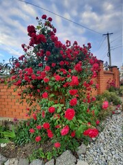 Fototapeta premium flowers in the garden