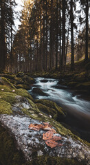 river in autumn forest