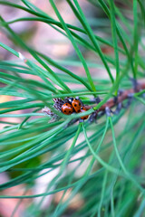 Ladybug family together in branch natural
