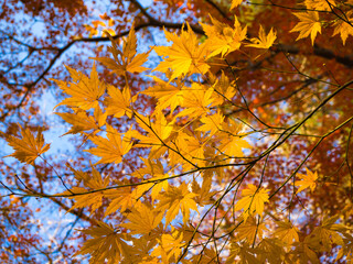 青空と黄色く紅葉したもみじの葉