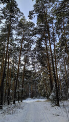 forest in winter