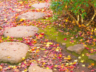 厳格な日本家屋の飛び石に積もる、雅な雰囲気を醸し出す赤く紅葉した美しいもみじの葉