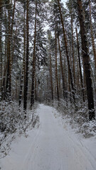 forest in winter