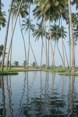 Sri Lanka Kalutara tall palm trees reflected in blue water with blue sky
