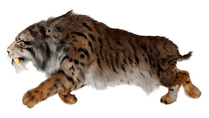 3D Rendering Sabertooth Tiger on White