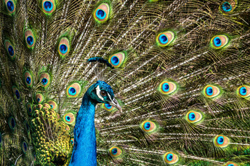 Obraz premium Male peacock bird, Pavo cristatus, squarking with full display tail feathers