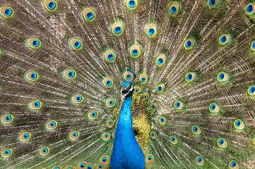 Obraz premium Male peacock bird, Pavo cristatus, squarking with full display tail feathers